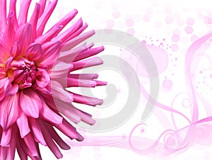 Pink Floral Background