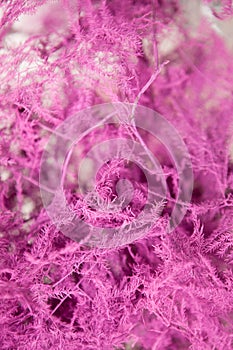 Pink floral background of ferns