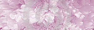 Pink Floral Chrysanthemum Background perfect for Mothers day, Birthday, Valentine`s Day, Wedding