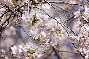 Pink floral Japanese cherry blossoms flower or sakura bloomimg on the tree branch. Small fresh buds and many petals layer