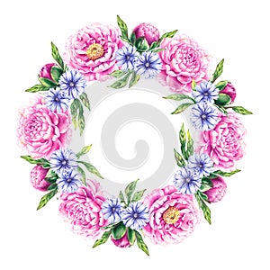 Pink floral wreath with blue flowers of the medicinal plant chicory