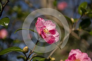 Pink floribunda rose with buds