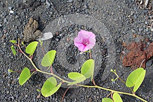 Pink flourish  on volcanic soil