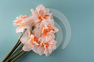 Pink flowe bouquet on blue background. Banner, greeting card concept, copy space for text. Tender fresh spring