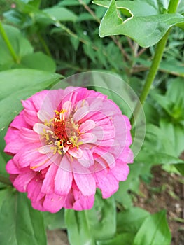 Pink flower