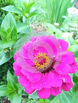 Pink flower