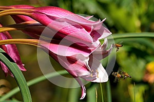 Pink Flower