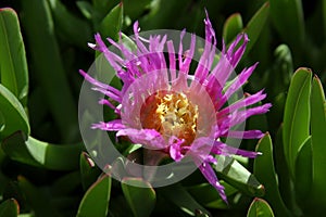 Pink flower photo