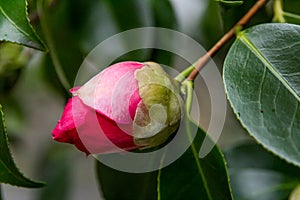 Pink flower