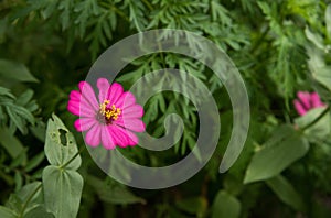 Pink flower