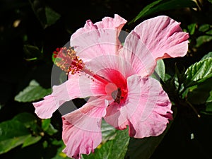 Pink flower