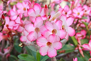 Pink Flower on Adenium obesum tree photo