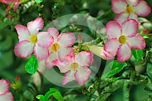Pink flower, Adenium obesum tree, Desert Rose, Imp