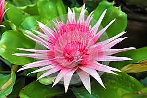Pink flower of Aechmea fasciata plant also known as silver vase or urn plant