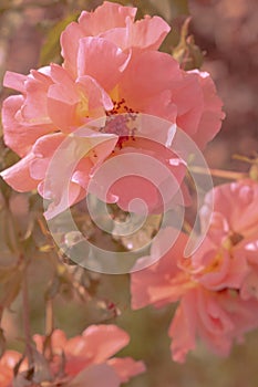 Pink Flower aesthetic wallpaper. Summer time, bloom, romantic concept