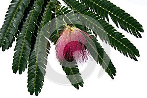 Pink flower albizia from the family of acacia lying