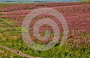 Pink flower alfalfa