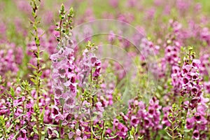 Pink flower or Angelonia goyazensis Benth