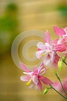 Pink flower of Aquileia Columbine close-up