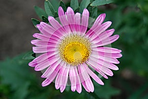 Pink flower Aster