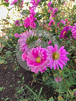 Pink flower of an aster