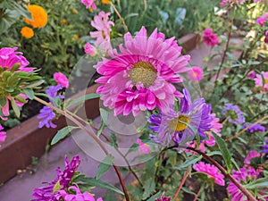 Pink flower of an aster