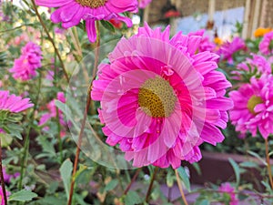 Pink flower of an aster