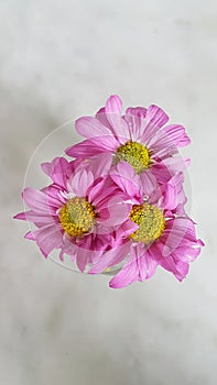 Pink Flower Aster Chrysant