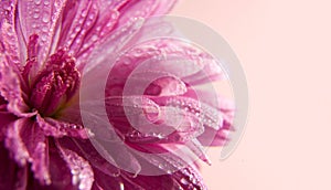 Pink flower of aster with drops of dew