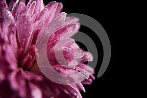 Pink flower of aster with drops of dew