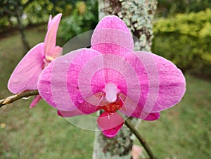 A pink flower attached to the stem of a tree