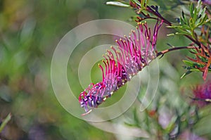 Pink flower of the Australian native Grevillea Rowdy variety