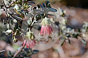 Pink flower of the Australian native Wild Rose, Diplolaena mollis, family Rutaceae
