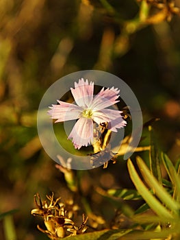 A pink flower of autumn forest is blooming in october