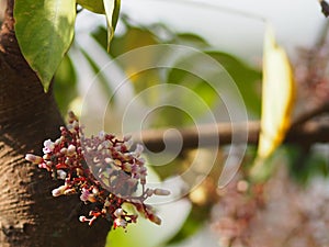 Pink flower Averrhoa carambola star fruit Magnoliophyta