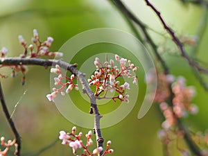 Pink flower Averrhoa carambola star fruit Magnoliophyta