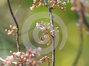 Pink flower Averrhoa carambola star fruit Magnoliophyta