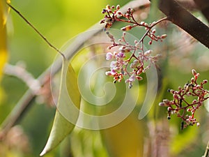 Pink flower Averrhoa carambola star fruit Magnoliophyta