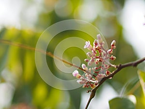 Pink flower Averrhoa carambola star fruit Magnoliophyta