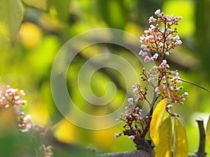 Pink flower Averrhoa carambola star fruit Magnoliophyta