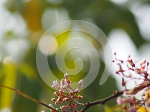 Pink flower Averrhoa carambola star fruit Magnoliophyta photo