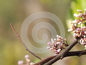 Pink flower Averrhoa carambola star fruit Magnoliophyta space for write photo