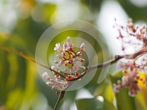 Pink flower Averrhoa carambola star fruit Magnoliophyta photo