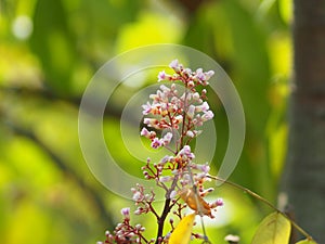 Pink flower Averrhoa carambola star fruit Magnoliophyta