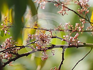 Pink flower Averrhoa carambola star fruit Magnoliophyta photo