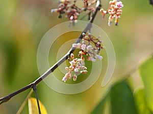 Pink flower Averrhoa carambola star fruit Magnoliophyta space for write