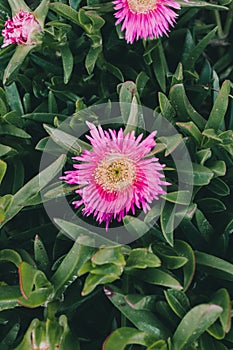 Pink flower background. Closeup view of carpobrotus edulis flower in bloom.