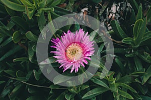 Pink flower background. Closeup view of carpobrotus edulis flower in bloom.