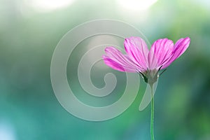 Pink flower on a background of Navy blue. Selective soft focus