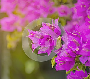 Pink flower background with selective focus. Purple Bougainvillea`s flora.